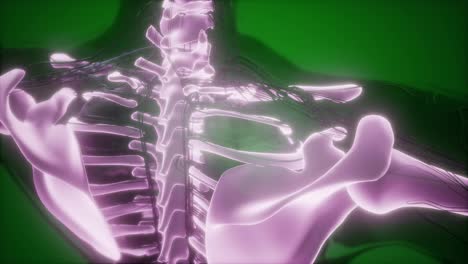 Human-Body-with-Visible-Skeletal-Bones